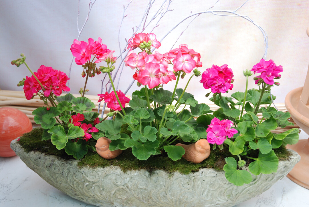 Schick in Schale, so prsentieren sich Zwergpelargonien der Little-Lady-Serie.