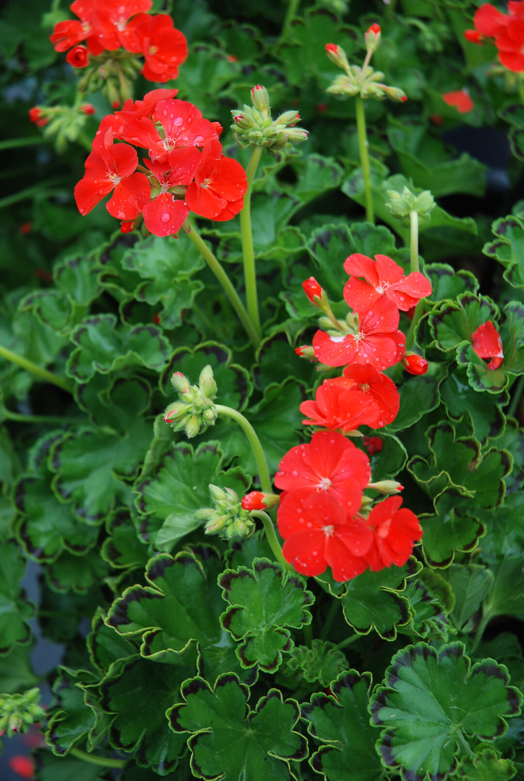 F1 Pelargonien wie "Horizon Red" fr Rabatten prdestiniert