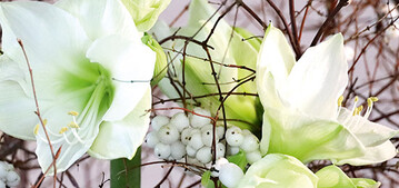 Amaryllis erfreuen uns mit einer groen Sortenvielfalt: klassisch, gefllt, gefranst, leuchtend oder eher zurckhaltend. Am elegantesten wirken die hellen Tne. Mit ihnen assoziieren wir den Schnee und