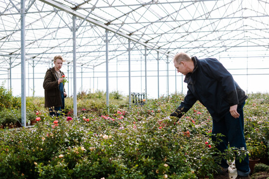 Die Grtnerei Drger produziert historische Rosensorten.