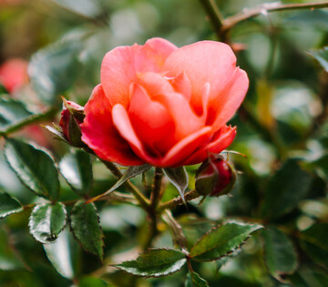 Historische Rosen sind meist widerstandsfhiger, frosthrter und pflegeleichter als moderne Sorten.