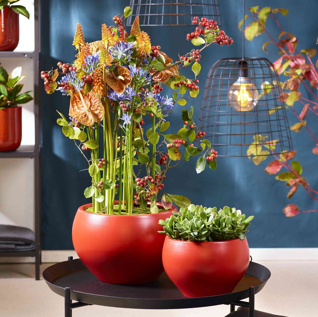 Red flame: Kraftvolles Rot, leuchtendes Grn und das schimmernde Rostbraun der Anthurien und Feuerlilien setzen herbstliche Akzente. Agapanthus und Beeren bringen zustzlich Spannung. 