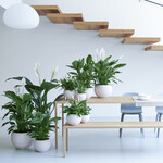 Das Einblatt ist eine beliebte Zimmerpflanze.