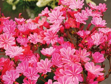 Pink ist Trend und bleibt auch im Beet- und Balkonsortiment eine beliebte Farbe. Zu den Neuheiten zhlt die Staude Lewisia cotyledon Safira Coral, aber auch Mandevilla Sundaville Flamingo Pink mit einzigartiger Zeichnung: Die Rnder der Blte sind hellrosa geflammt und hneln den Federn eines Flamingos.