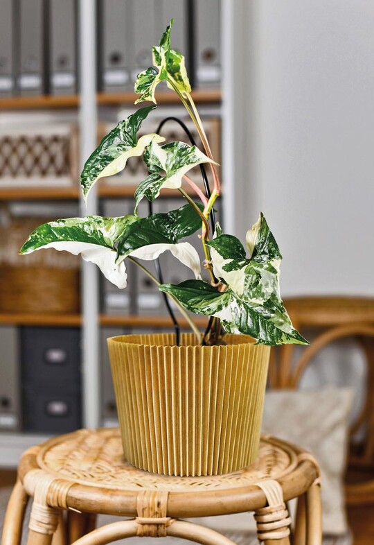 Kreativ: Das niederl.ndische Unternehmen Vivant stimmt B.nder, Garne und Papierserien in jeder Kollektion aufeinander ab und zeigt im Katalog Kombinationsm.glichkeiten. Aktuell ist das Honeycomb-Papier mit geschnittenen Strukturen 50 cm breit auf 5 m langen Rollen in Schwarz und Natural lieferbar. Gut geeignet fr die Arbeit im Blumengesch.ft ist das wasserabweisende, semi-transparente Papier Boline. Vivant bietet 50 m lange Rollen in aktuell zwei Farben an. www.vivant.nl