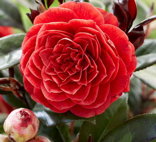Den Hauptpreis in der Kategorie Gartenpflanzen ging an
<i>Camellia japonica</i>
L. Femme Fatale. Diese Kamelie zeichnet sich aus durch ihr glänzendes, dunkelgrünes Laub, das mit burgunderroten Neutrieben verziert ist. Die geschützte Sorte ist europaweit erhältlich über Plantipp B.V.