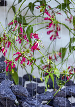 1) Sarah Schilling kombinierte für ihr Raumobjekt „schwere“ Lava-Steine mit spielerisch leichten Gloriosa.