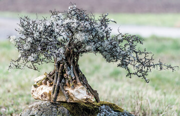 1) Bemooste Flechtenzweige werden durch eine neue Formgebung, die geschichtete Anordnung der Zweige und das Vergolden des Holzstcks, auf den der Baum montiert ist, bewusst in Szene gesetzt. Die Zweige werden auf den Stamm geschraubt, die Baumkrone wird gerdelt.