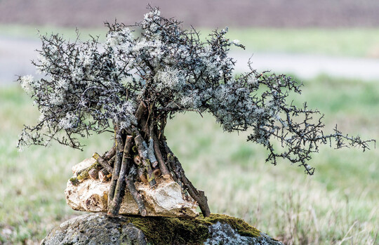 1) Bemooste Flechtenzweige werden durch eine neue Formgebung, die geschichtete Anordnung der Zweige und das Vergolden des Holzstcks, auf den der Baum montiert ist, bewusst in Szene gesetzt. Die Zweige werden auf den Stamm geschraubt, die Baumkrone wird gerdelt.