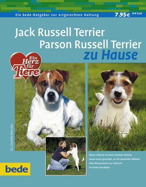 Jack Russell Terrier - Parson Russell Terrier zu Hause