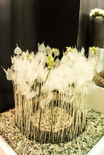 Tanz und Musik. Tanzende Skelettblätter und Ornithogalum von Anne van de Sand über einer Basis aus Flechten.