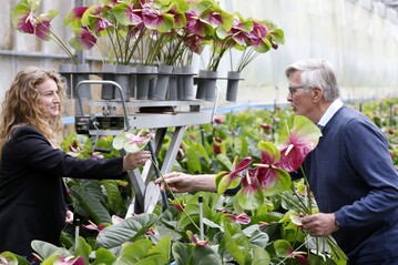Der Floralgestalter Piet van der Burg whlt in der Grtnerei Bouman in Berkel en Rodenrijs (ZH) die schnsten Blten fr den diesjhrigen Osterschmuck auf dem Petersplatz in Rom, untersttzt von Debbie Olsthoorn von den niederlndischen Anthuriengrtnern.