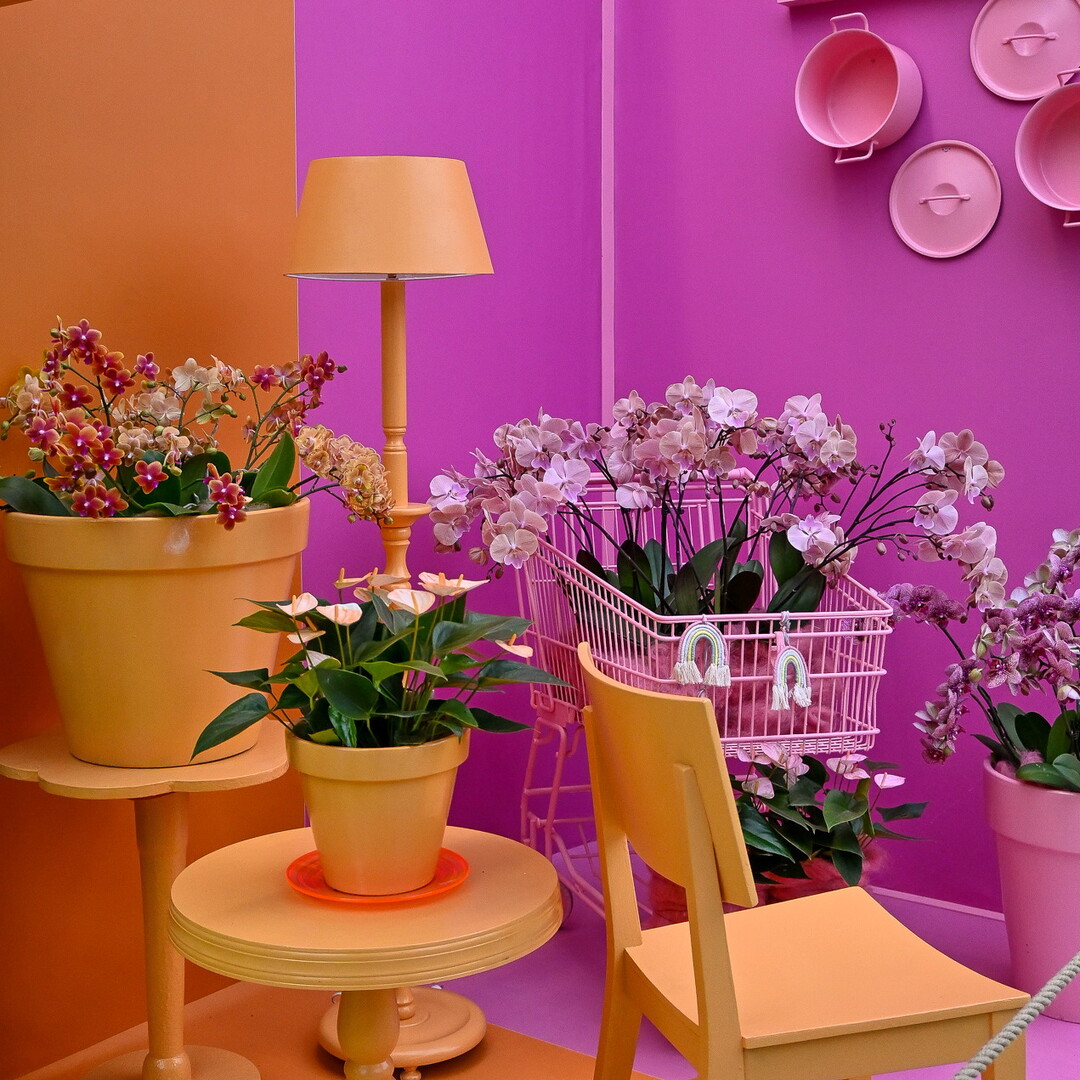 In Rahmen der Orchideen- und Anthurien-Show durften auch elf Auszubildende des Fachbereichs Bloem & Design von der Schule MBO Westland ihr gestalterisches Talent unter Beweis stellen.