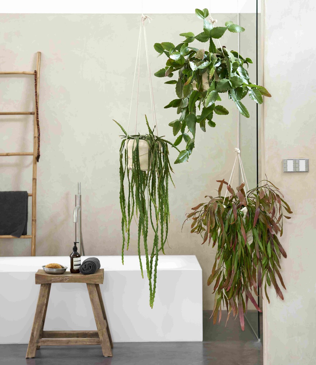   Rhipsalis in verschiedenen Formen und Farben im Badezimmer.