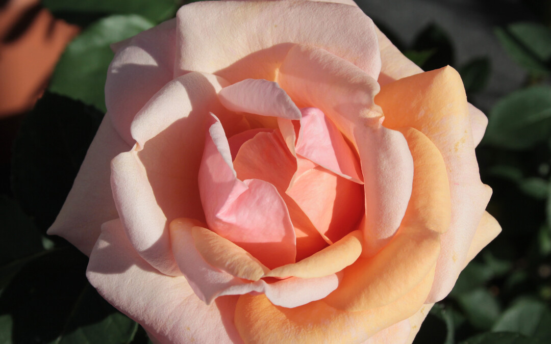   Die Floribunda-Rose Ulrike ist eine historische DDR-Sorte.