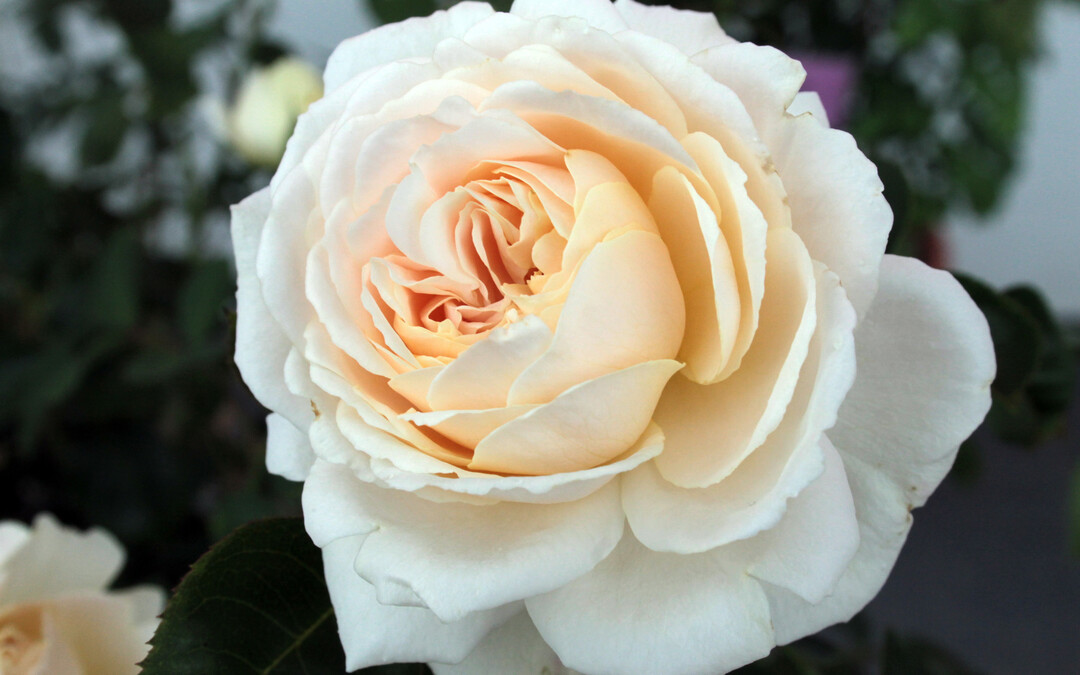   Die Rose Erfurter Perle von Zchterin Andrea Braun wurde auf der BUGA getauft.  
