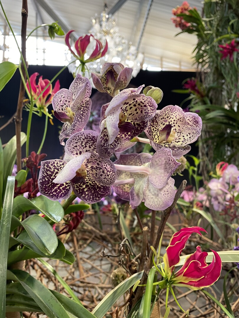 Florale Arrangements mit Orchideen