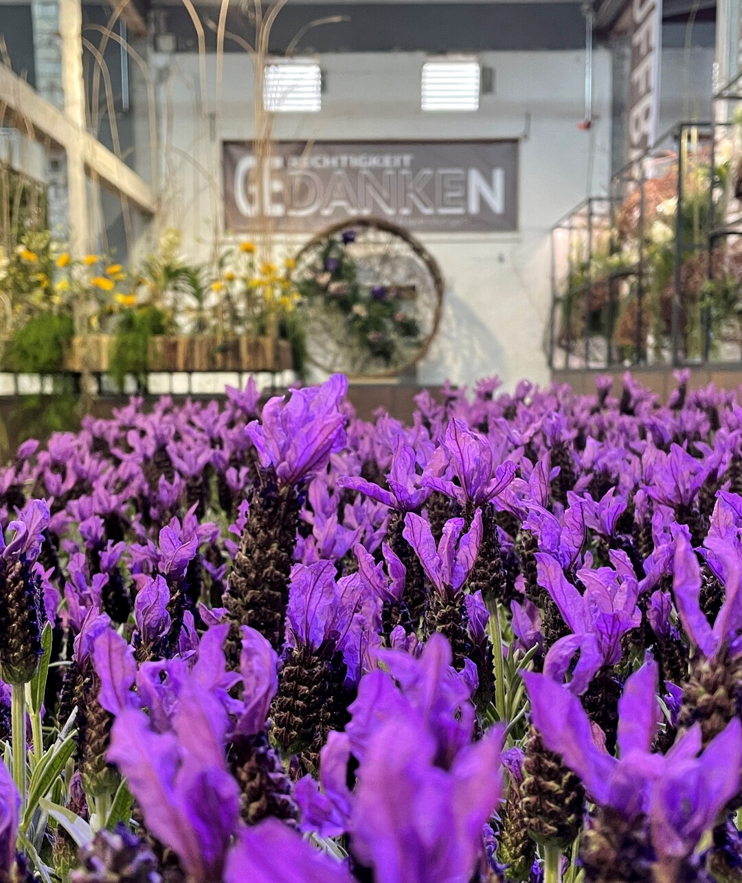 Schopflavendel bringt leuchtende Farbe in die Halle.