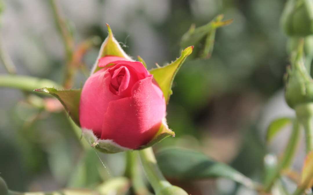   Floribunda-Rose IGA Erfurt der Zchterin Anni Berger 