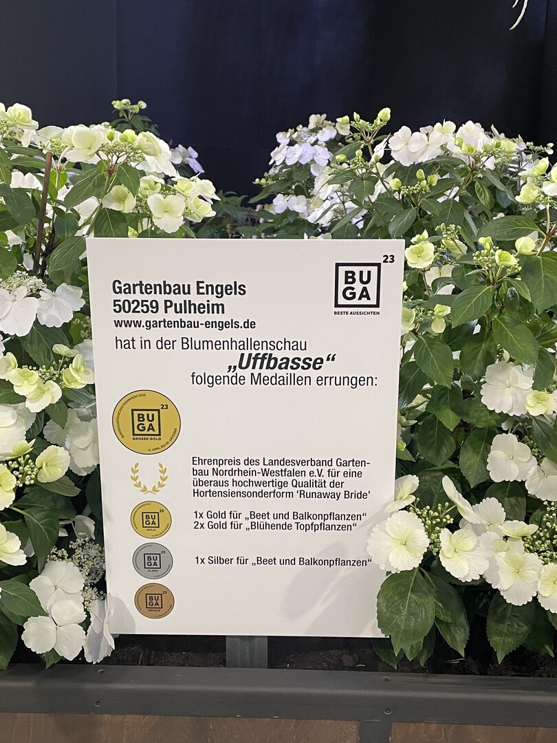 Ausgezeichnete Hydrangea vom Pulheimer Gartenbaubetrieb Engels