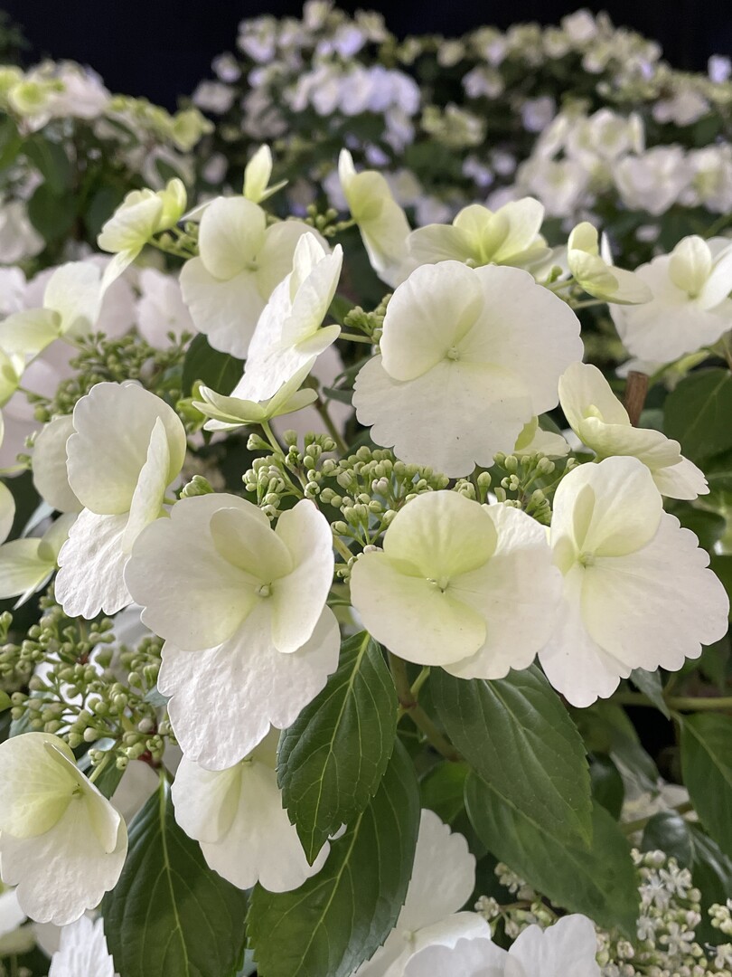 Ausgezeichnete Hydrangea vom Pulheimer Gartenbaubetrieb Engels
