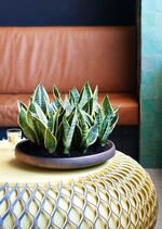 Die unverwüstliche Wüstenschönheit: Der Bogenhanf