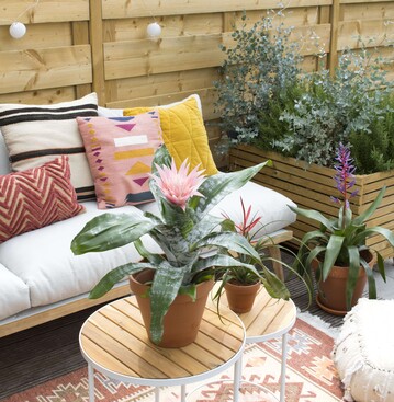  Bromelie auf der Terrasse