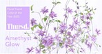 Clematis sind ein Beispiel für Blumen im Farbton "Amethyst Glow".<br>