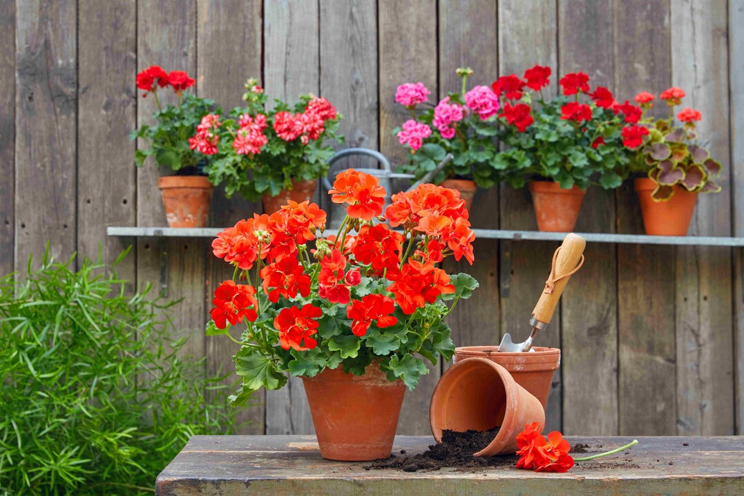  Plant Joy 