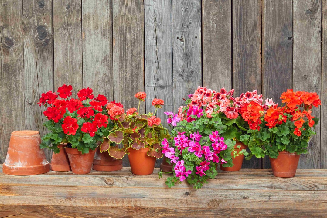    Plant Joy 