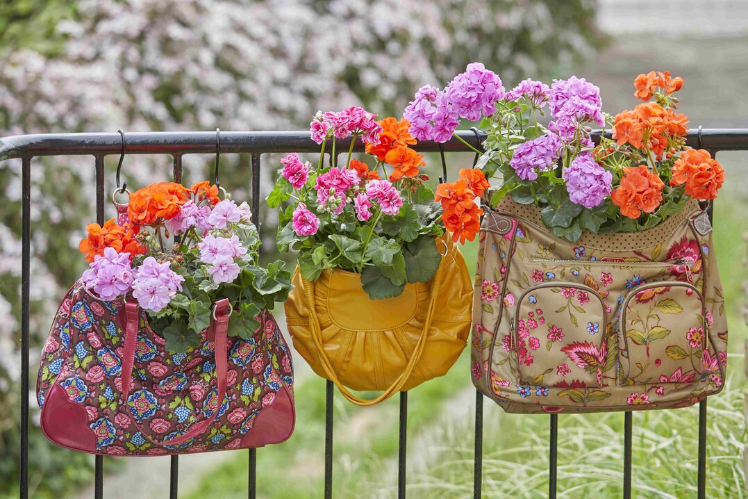   Summer Vibrance