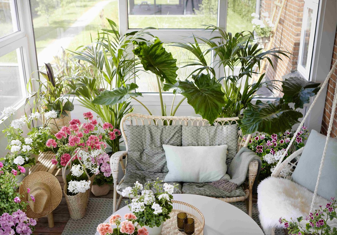    Conservatory Jungle 
