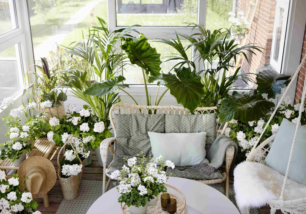    Conservatory Jungle 