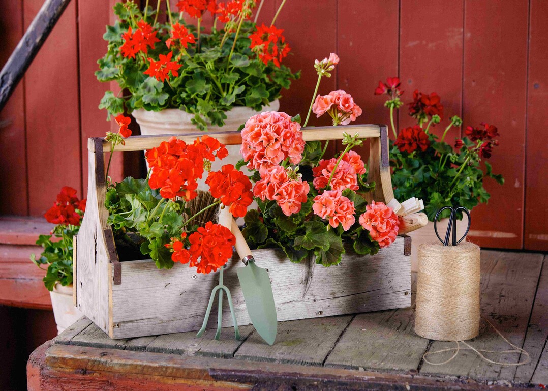    Boho Country Living 