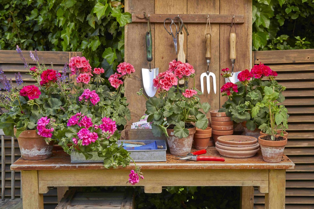  Colourful Garden Corners   