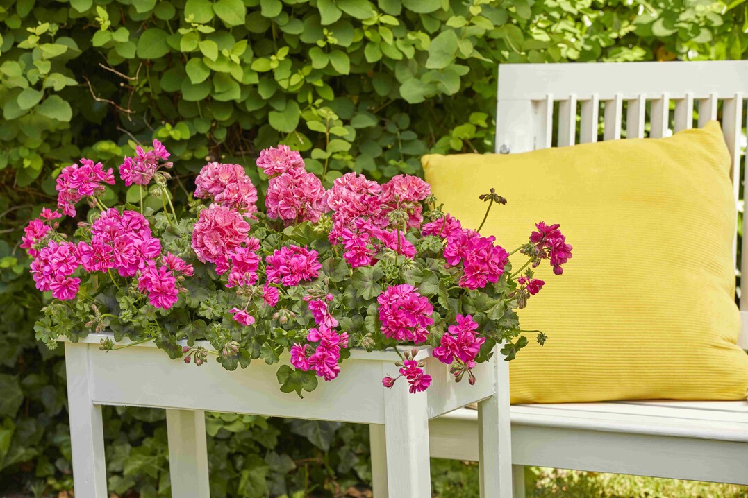    Colourful Garden Corners 