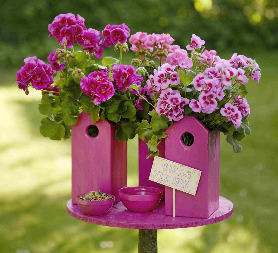    Colourful Garden Corners 