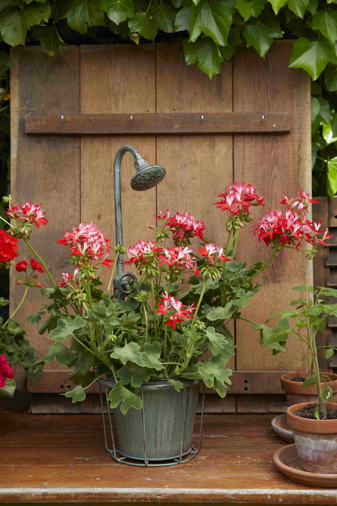    Colourful Garden Corners 