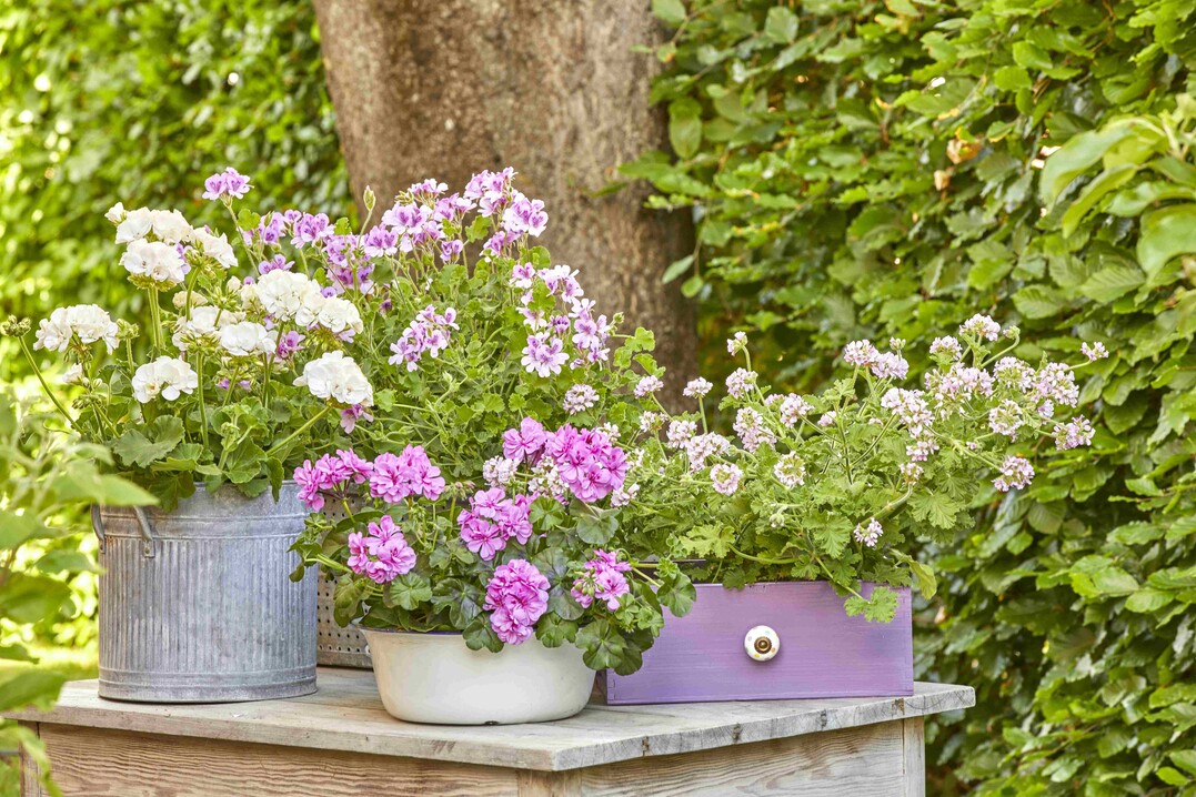    Romantic Garden Corners 