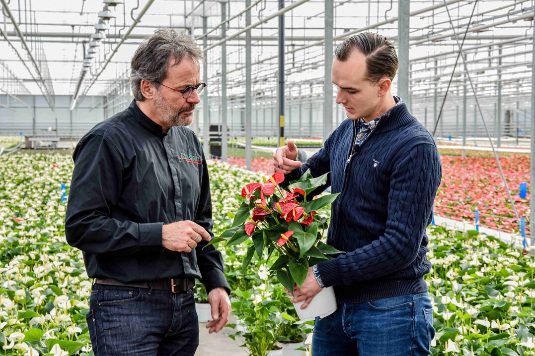 Anthuriengrtner Marco van Adrichem (rechts) zeigt Paul Deckers seine Pflanzen. 