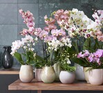 Phalaenopsis können in verschienenen Größen gemeinsam präsentiert werden.