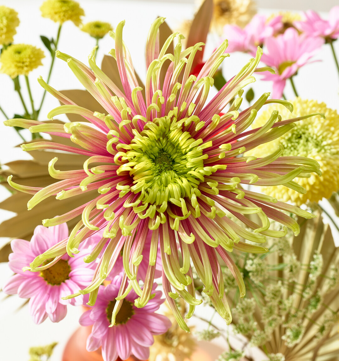 Chrysanthemen-Sorten lassen sich unkompliziert kombinieren.