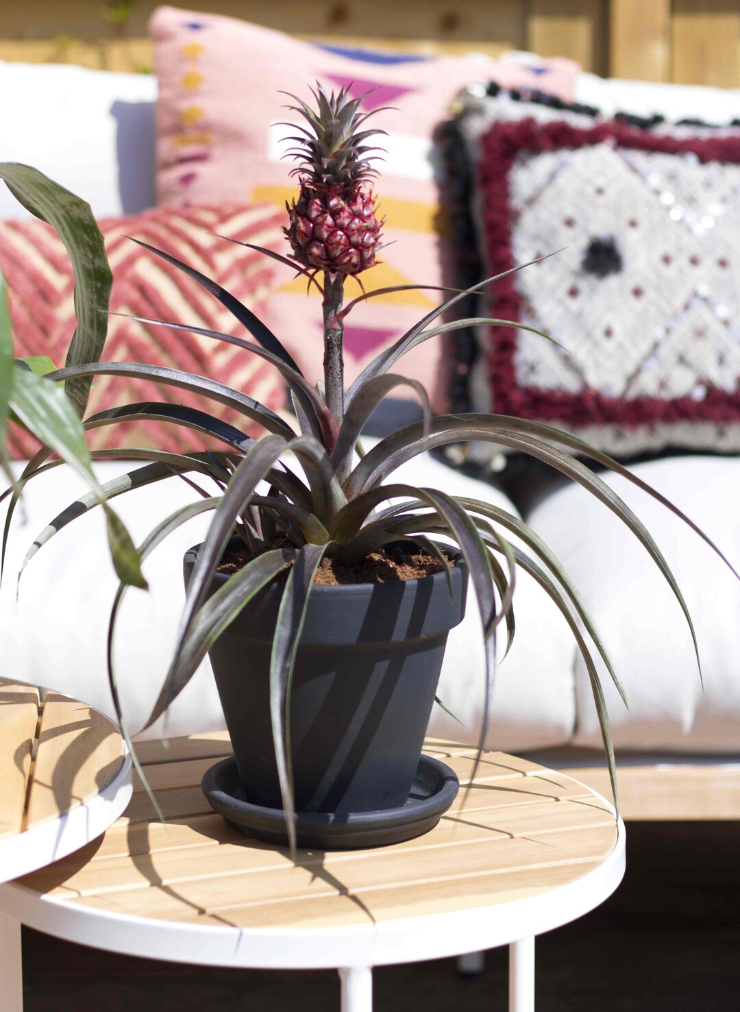 Ananas im Sommergarten