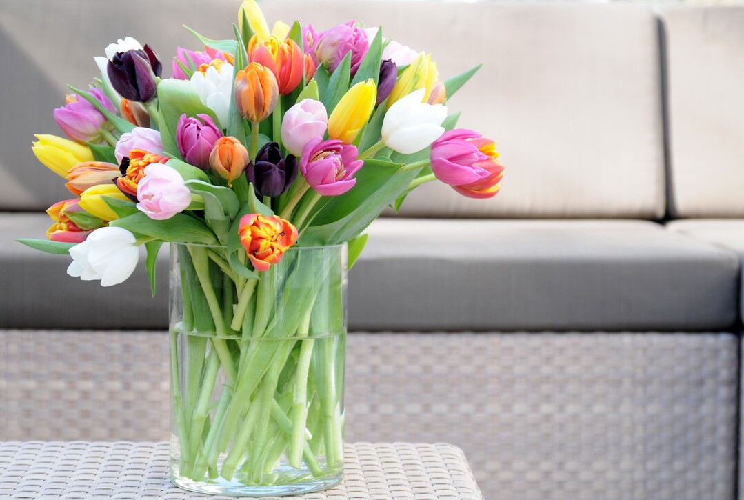 Tulpen sind jetzt wieder berall im Handel verfgbar.