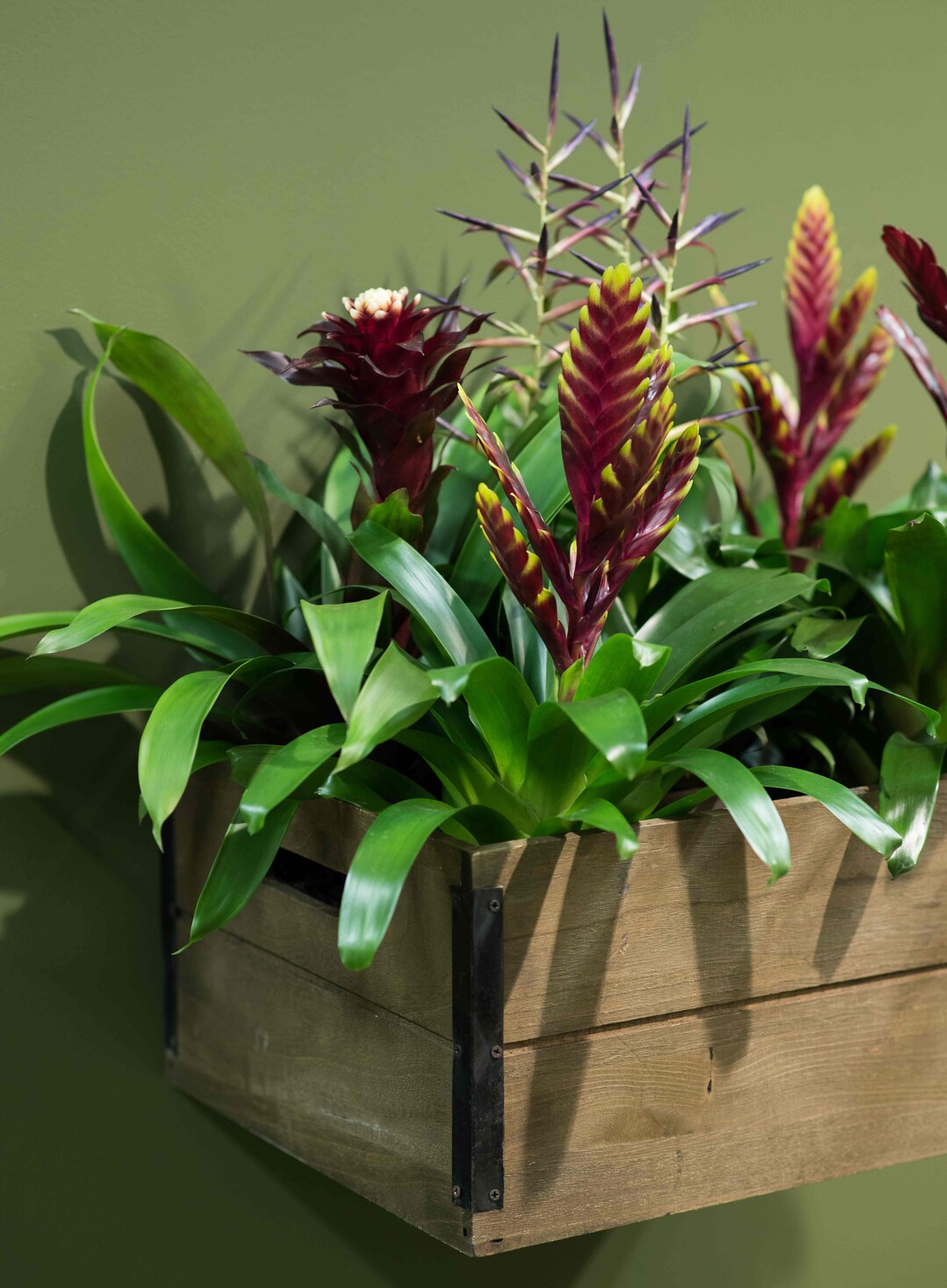 Urban jungle mit Bromelien