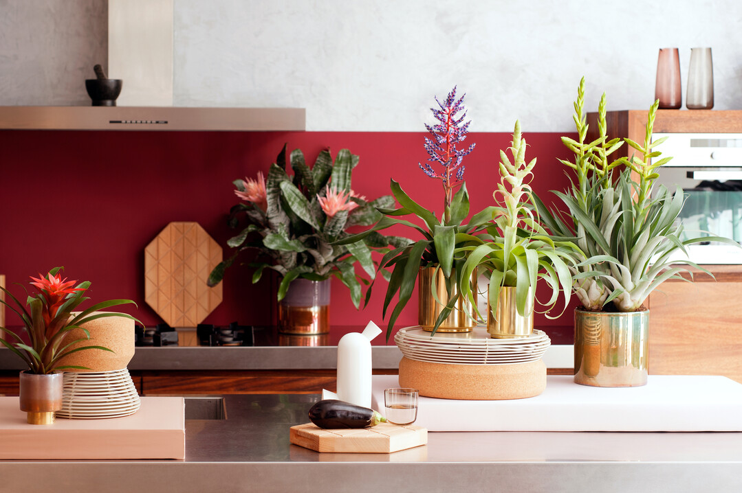 Equalize Bromelia
