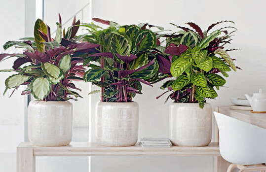 Calathea mit unterschiedlich gemusterten Blttern, Epipremnum und Ficus lyrata gehren laut OnlineMagazin Senseofhome zu den UrbanJungle-Trendpflanzen 2022. Epipremnum ist auch Teil der Trendkollektion Frhling/Sommer 2022.