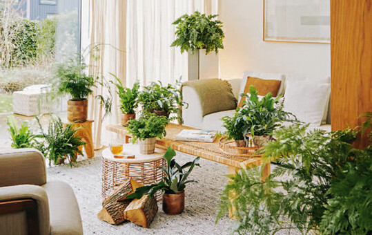 Mit Pflanzen auf Reisen gehen: Farne erinnern an einen Waldspaziergang. Dschungel-Feeling dagegen wird mit Planzen wie Strelitzia, Banane, Philodendron, Orchideen und Bromelien erzeugt.