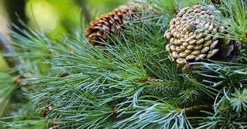 Winter ist die Zeit der Ruhe und Entspannung. Whrend es drauen klter und dunkler wird, macht man es sich zu Hause wieder gemtlich. Jetzt haben die Immergrnen mit ihren aromatischen Dften Hochsaison. Um die Haltbarkeit und Frische und somit die Freude am adventlichen Werkstck zu verlngern, empfiehlt es sich, das Bindegrn ber die Adventswochen mit Wasser zu versorgen.