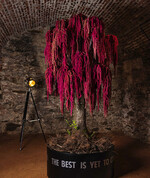 Themenarbeiten Hymnus – Marlene Jäger hatte die Aufgabe, das Lied „My Way“ von Frank Sinatra zu interpretieren. In dem biografischenText spiegelt sich der exzessive Lebenswandel des Stars wider, zu dem er sich auch bekannt hat. Auf seinem Grabstein steht: the best is yet to come – das Beste kommt noch. Marlene Jäger gestaltete einen Baum, der aus einem gekappten Stamm und schmiedeeisernen Ästen zusammen gesetzt ist und an eine Trauerweide erinnert.„Die Proportionen sind genau durchdacht, sodass sofort das Gefühl von Harmonie entsteht“, erklärte Franz-Josef Wein. Als Gefäße dienen mit Hitze verformte Schallplatten. Amaranthus erinnert an schweren Samt und symbolisiert, dass der letzte Vorhang gefallen ist. „Rot ist die richtige Farbe für einen Vorhang im Theater“, so Franz-Josef Wein, der sich freute, dass der schwierig zu verarbeitende Amaranthus hier einmal einen großen Auftritt bekommt. Gesteigert wird der Ausdruck durch die jungen Triebe des Stamms in komplementärem Grün.